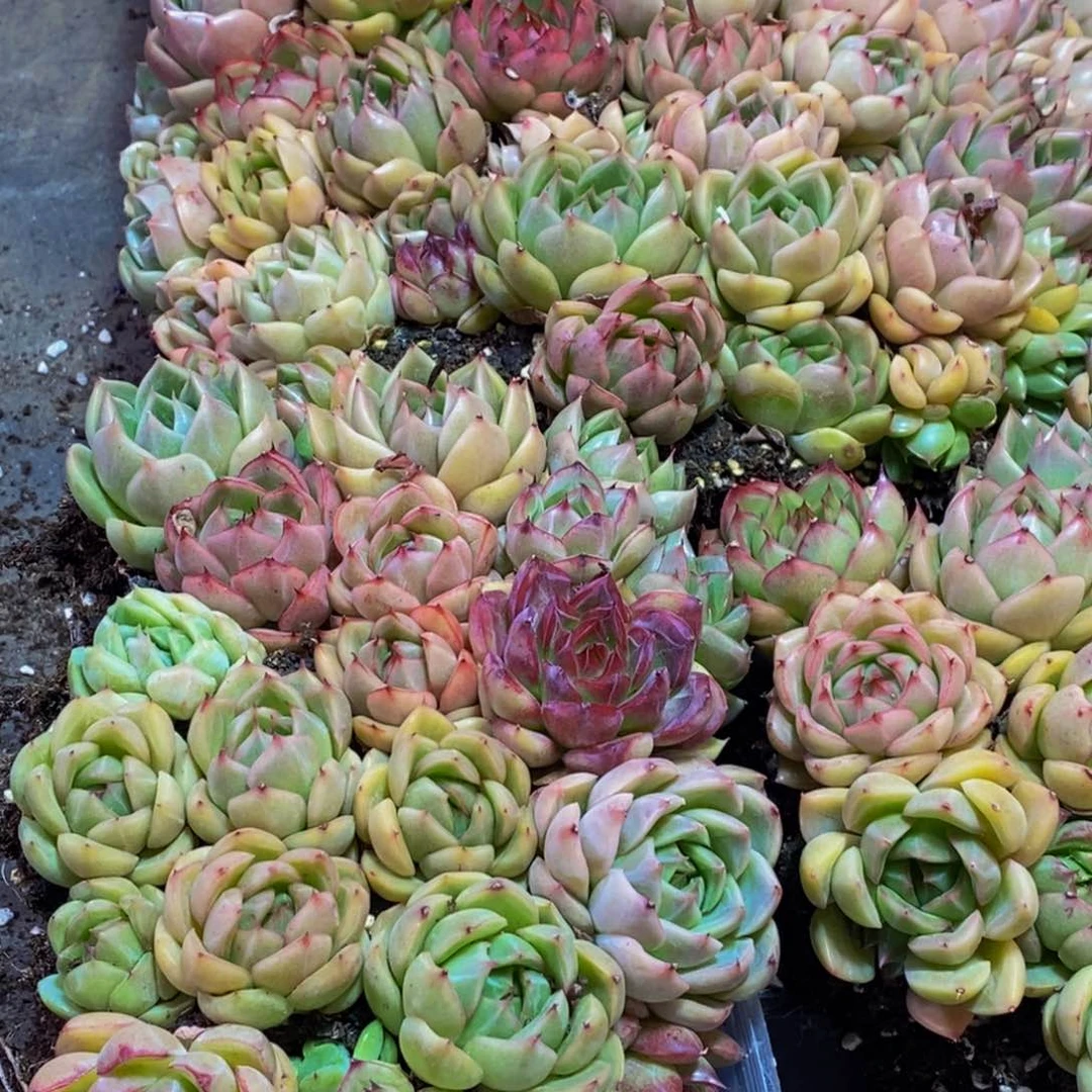 764多肉植物保护量拍