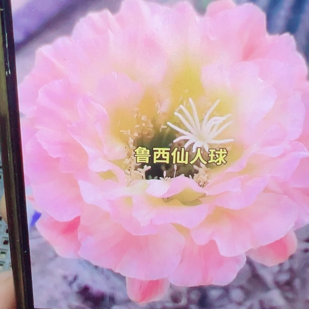 毛花柱 61侧芽 满20包邮