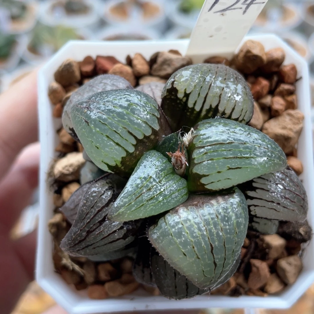 124丸叶亲指姬。