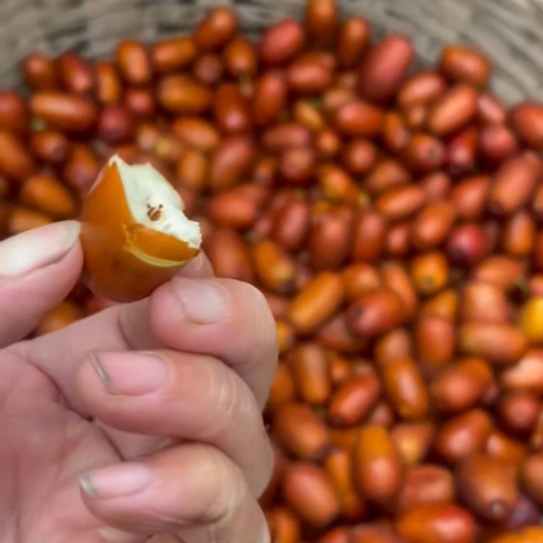 河北沧州金丝小枣嫁接没核新鲜采摘