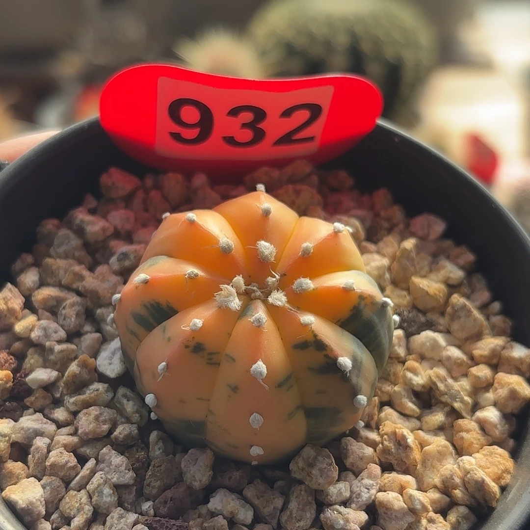 仙人球实生仙人球兜锦