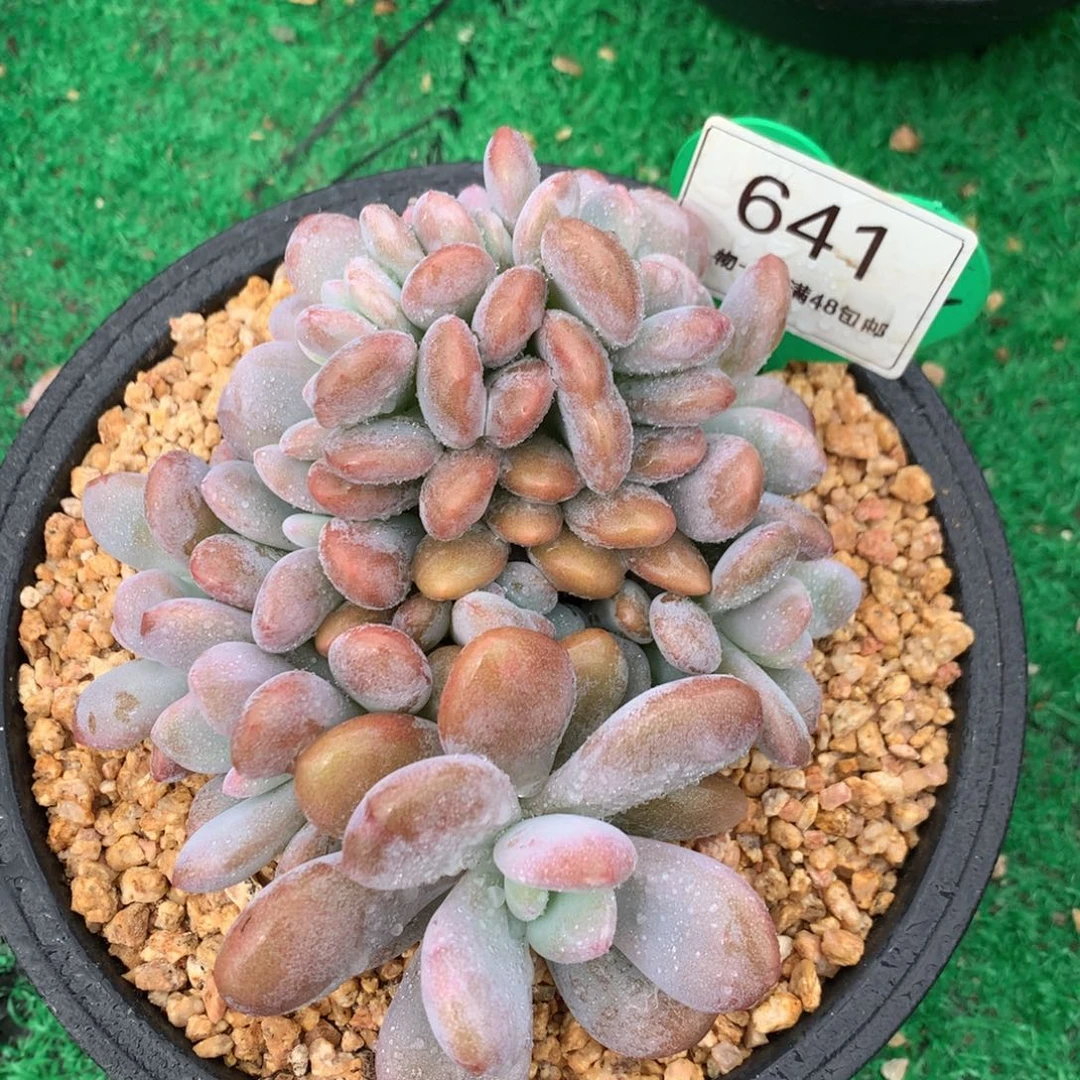 粉兔缀化无砍一物一拍641