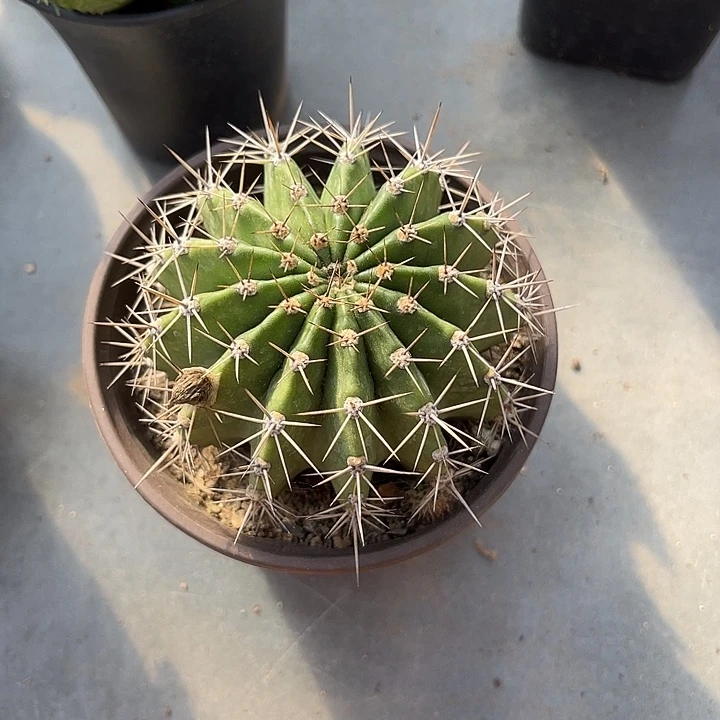无花朵实生仙人球一物一拍