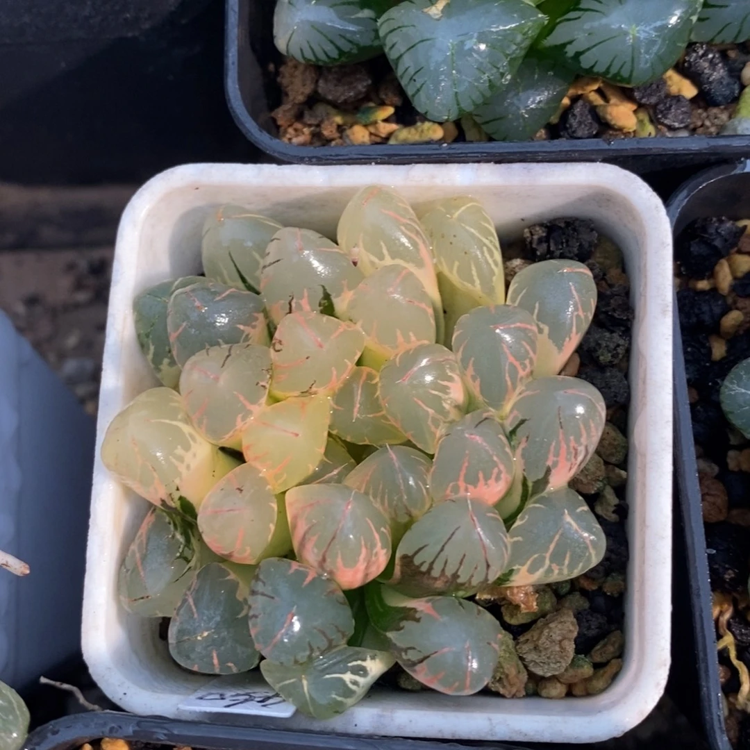 一颗实生糊斑玉露锦。