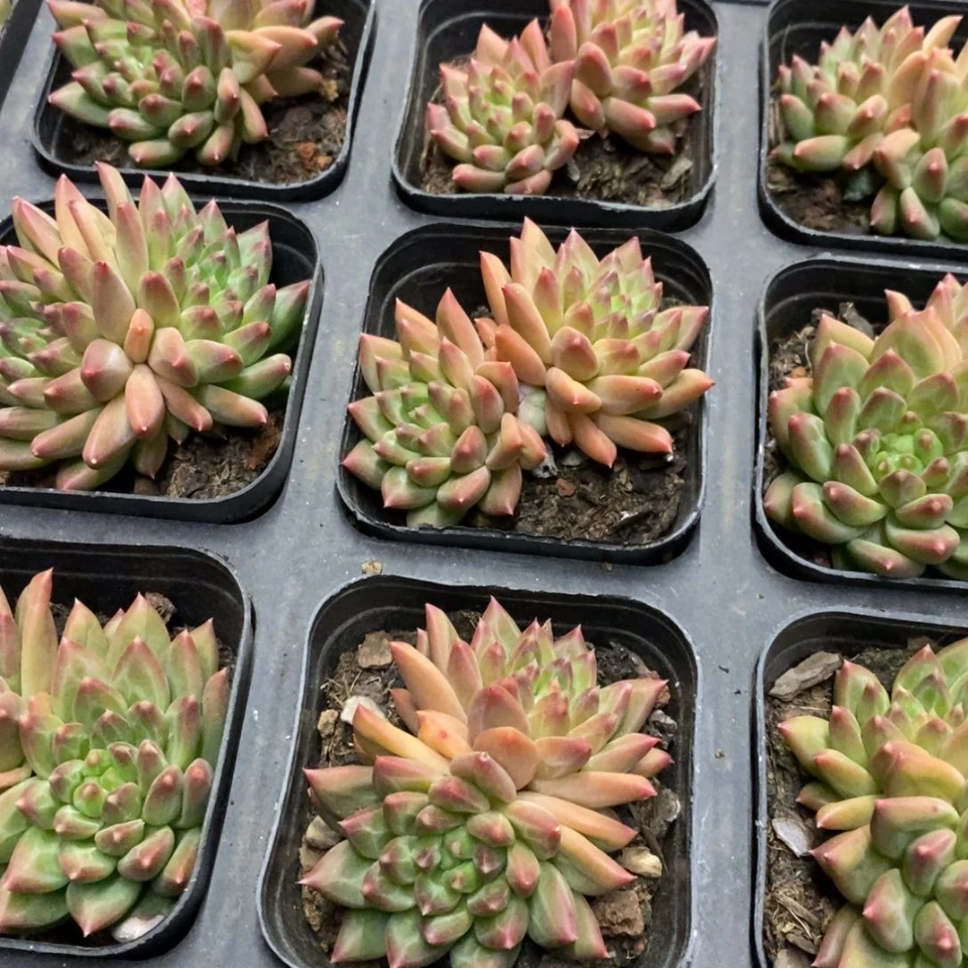 51。甲骨文。双头。