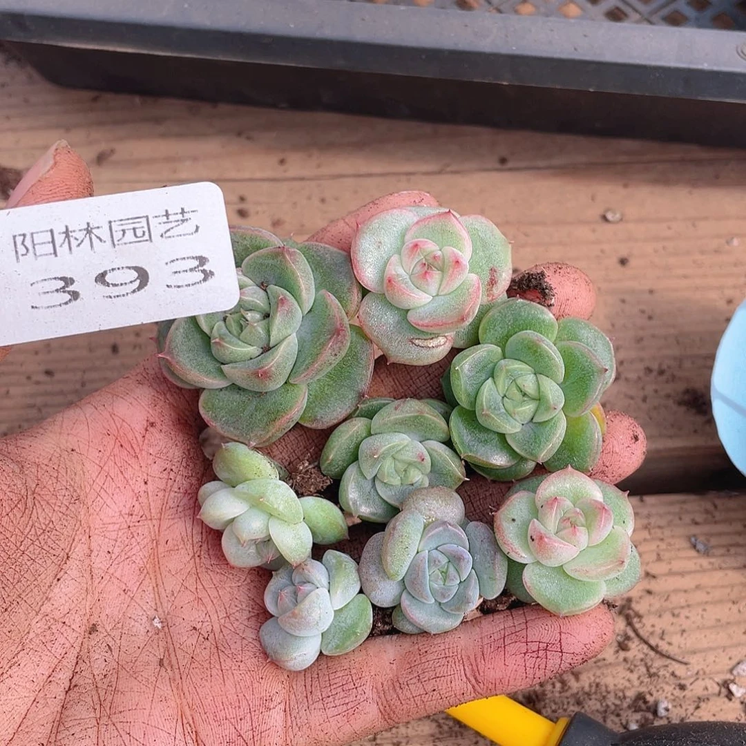 多肉植物多肉植物393