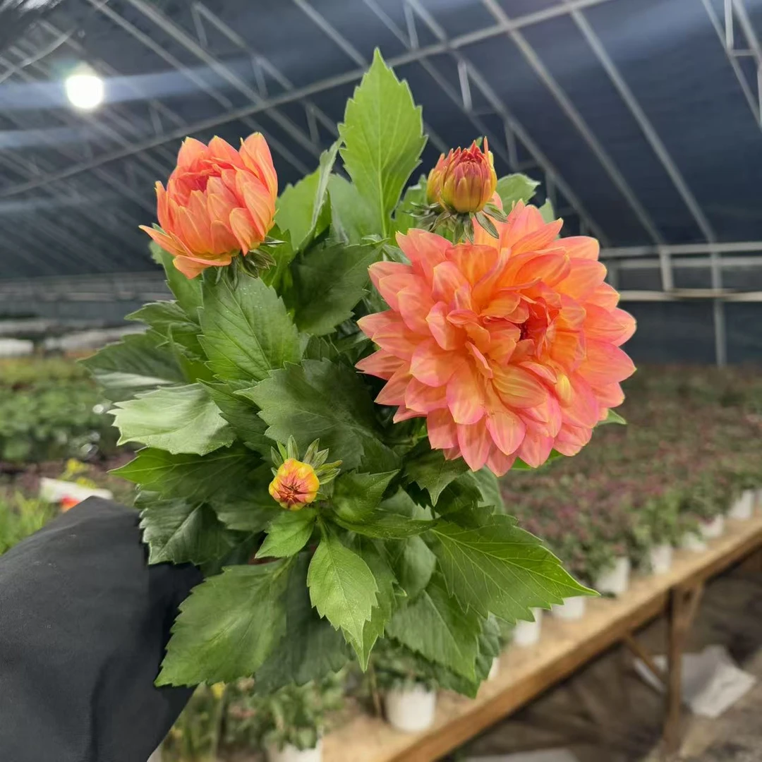 【李先生】芙蓉~小丽花室内观赏花带花带花苞