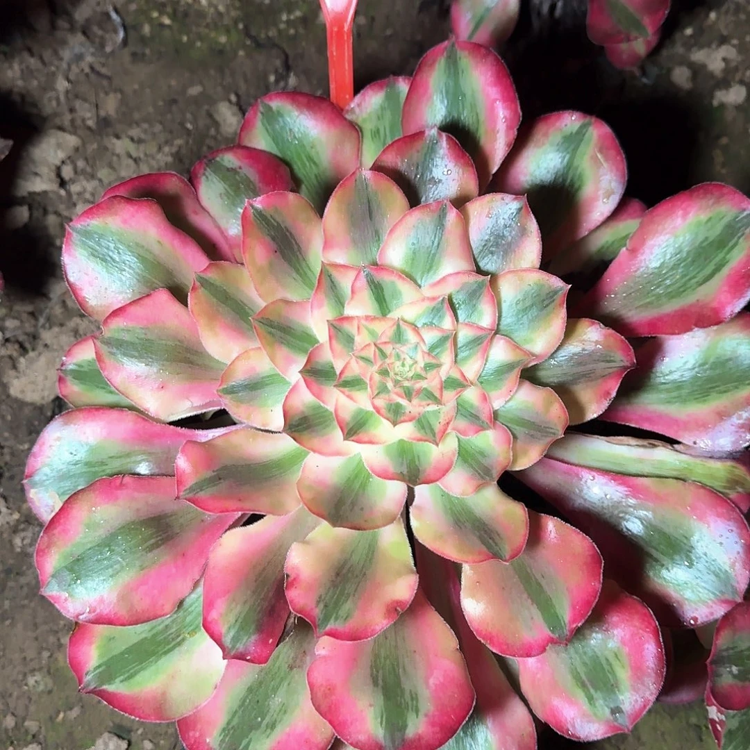 3-8317爱丽丝多肉法师