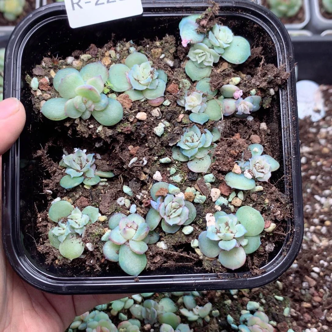 无花朵R228英语英语