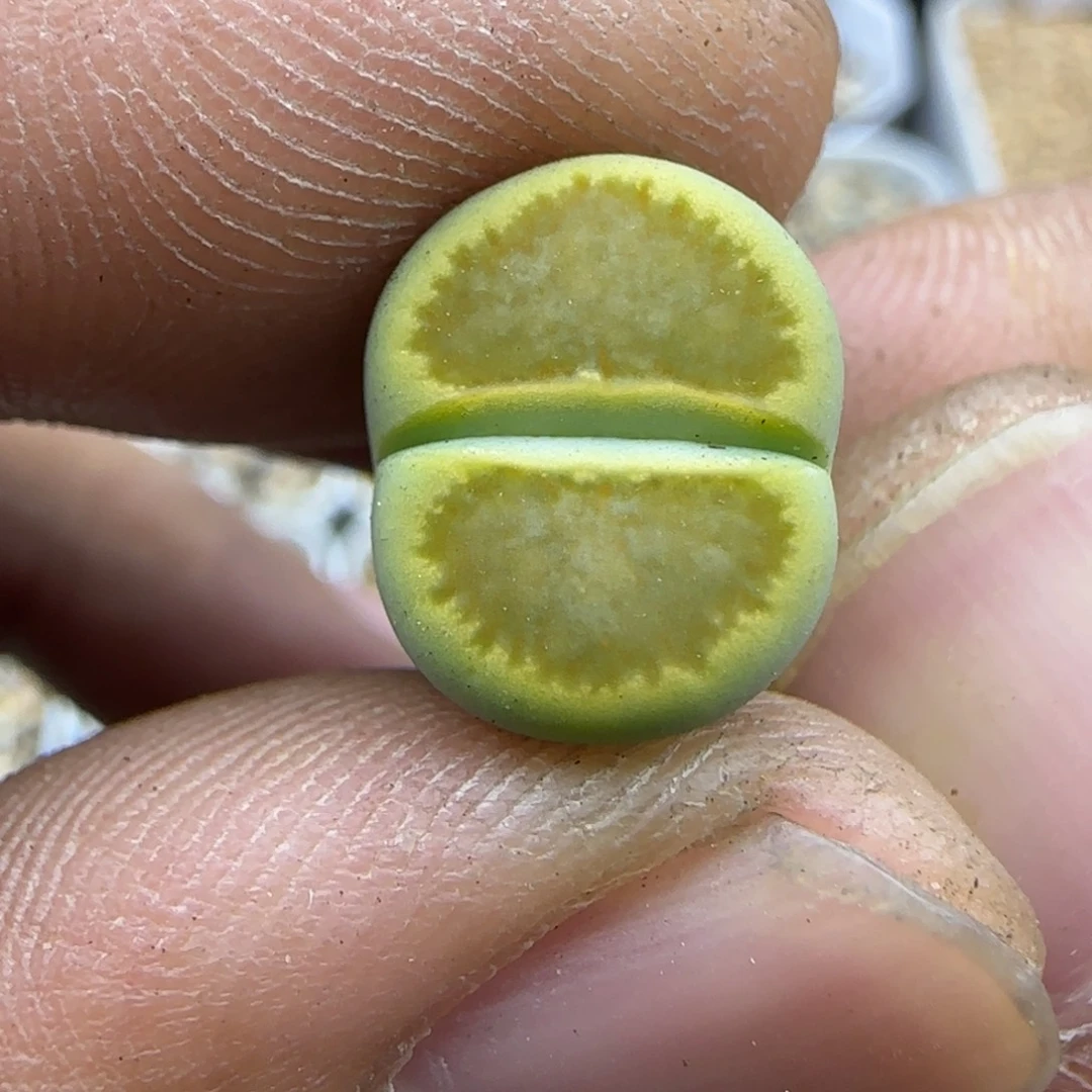 526 生石花大棚直播