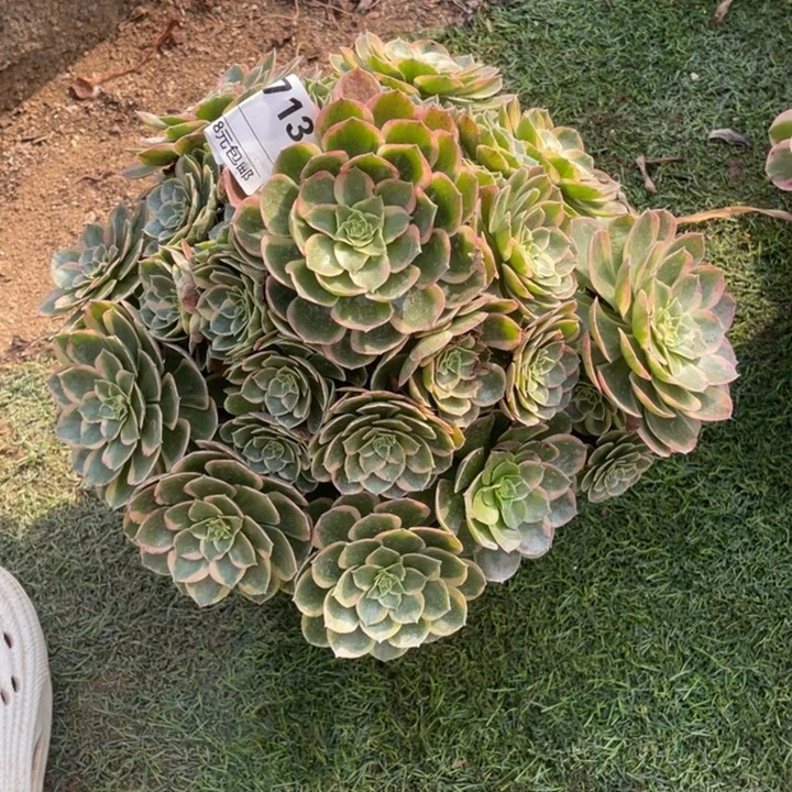 多肉粉花妖法师713