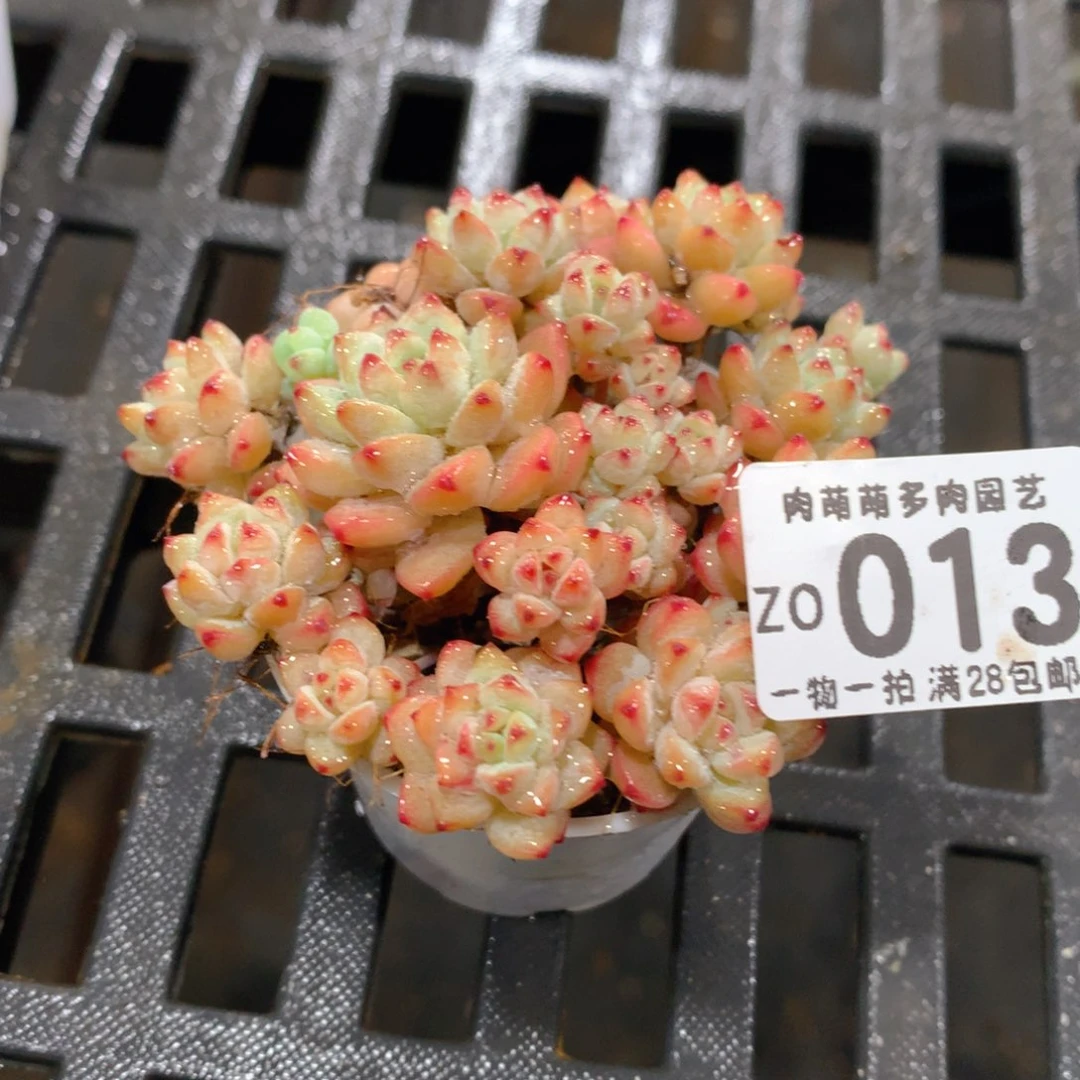 肉萌萌拇指盆精控多肉ZO013