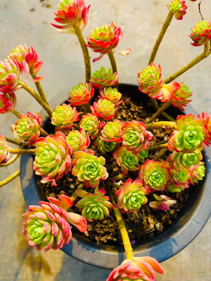 【红化妆】脱土发货 云南维维基地直发多肉植物 新手好养