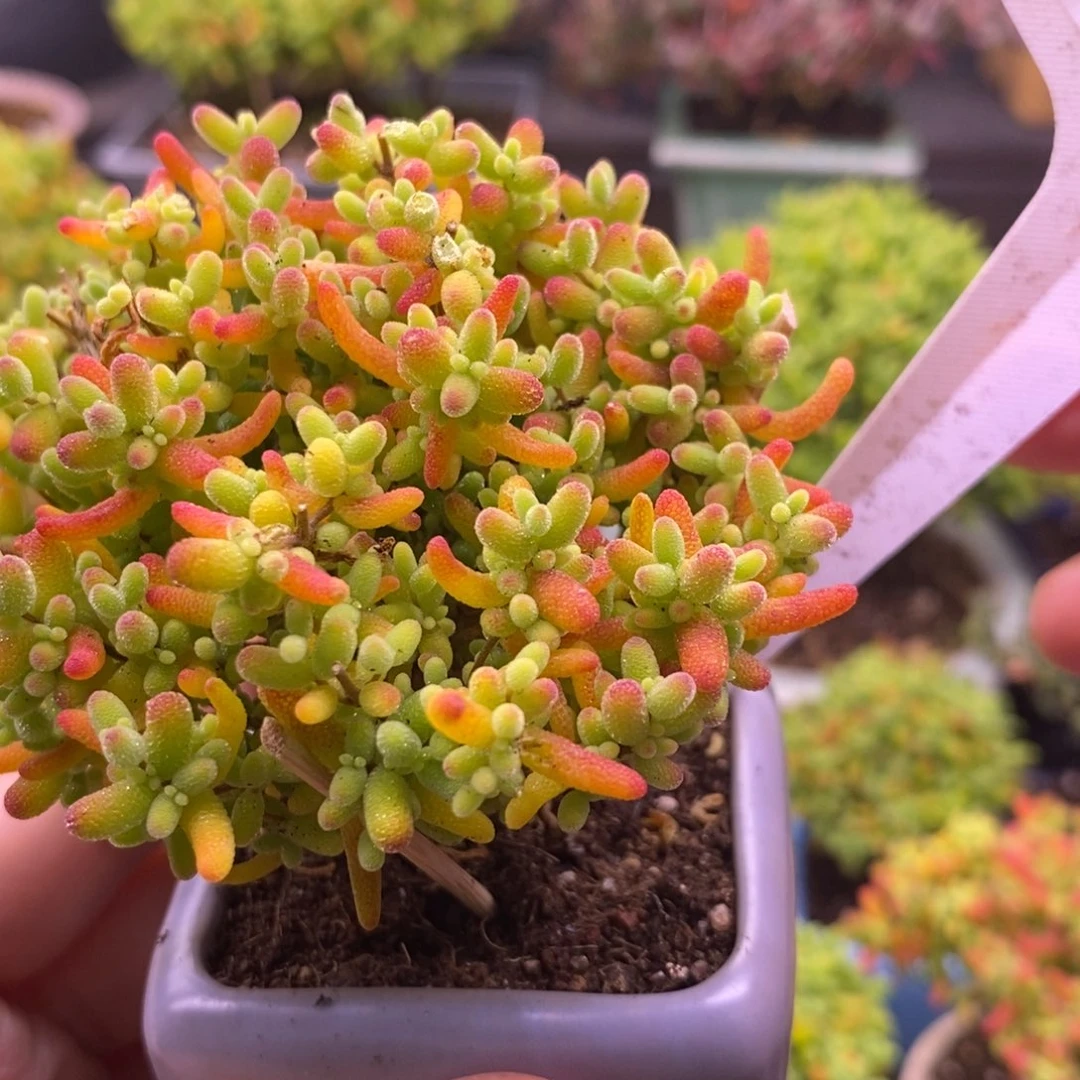 黑*A660金橘带盆。