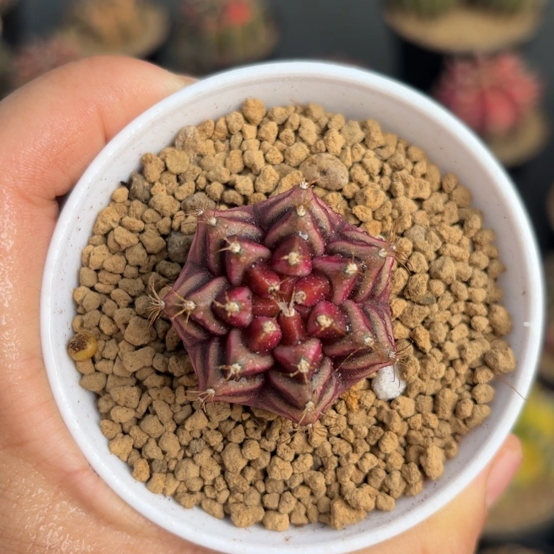 泰系米哈实生仙人球101