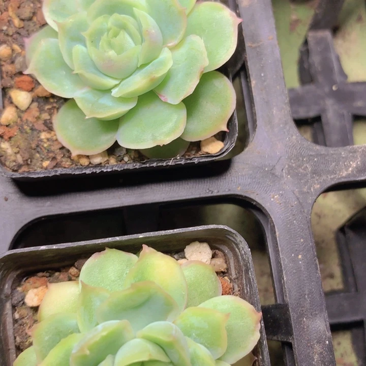 虾饺单头脱土发货