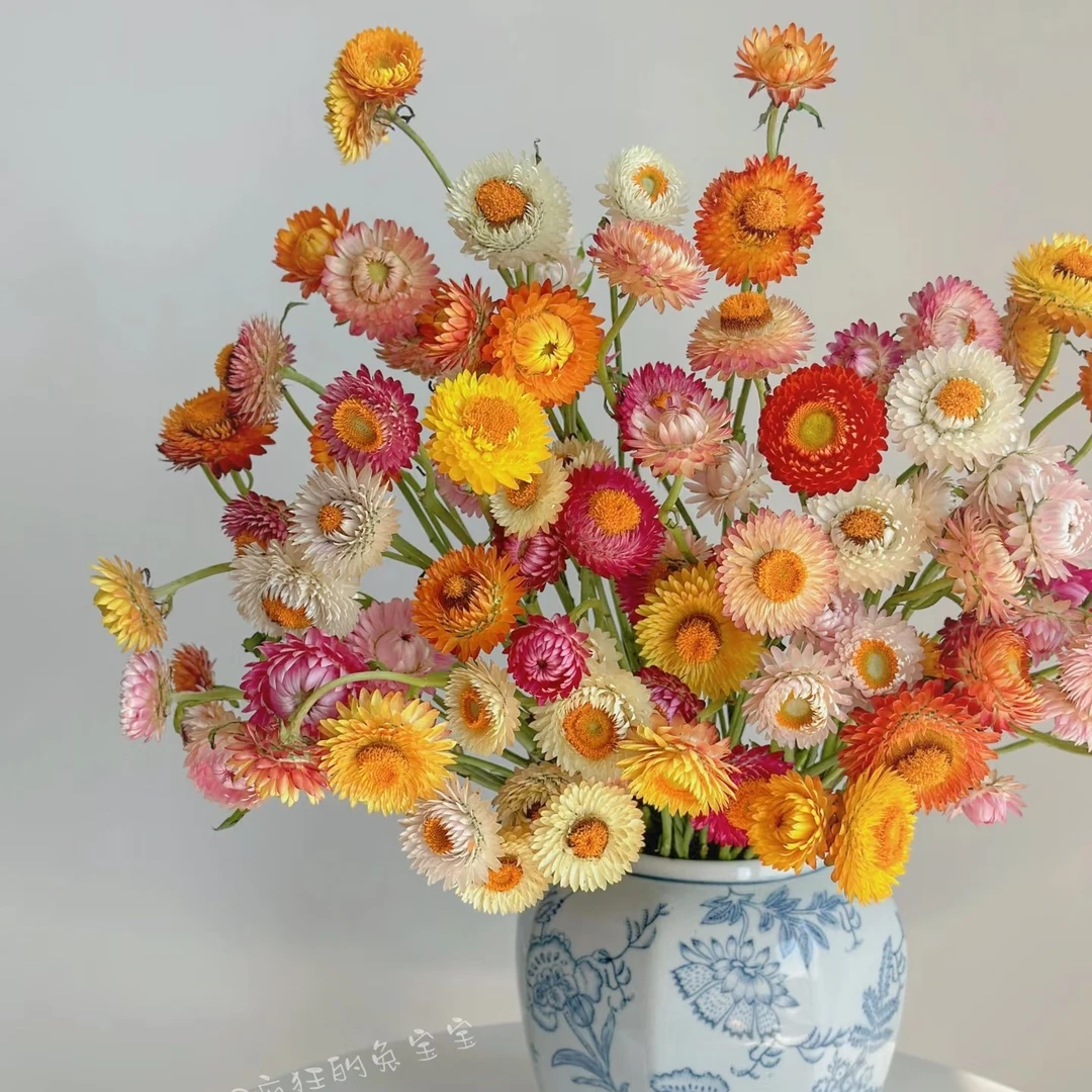 麦秆菊｜多彩色系·可以做永生花（农户花有夹枝，20%损耗不售后）