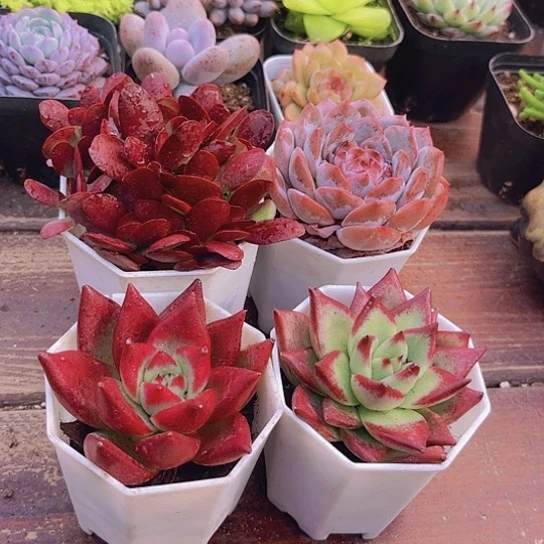 如图4盆1111111122212233