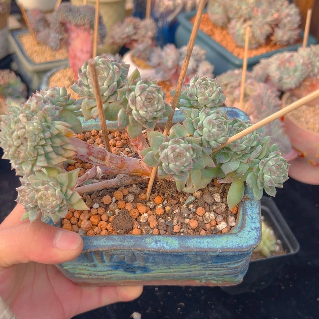 新年快乐 14朵朵带缀无暇