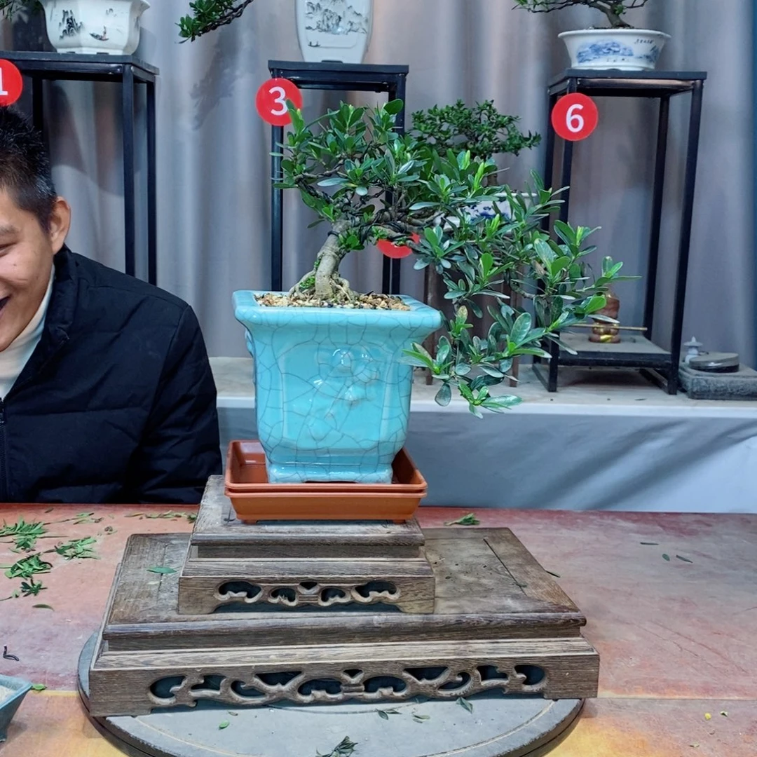 无花朵栀子花开了