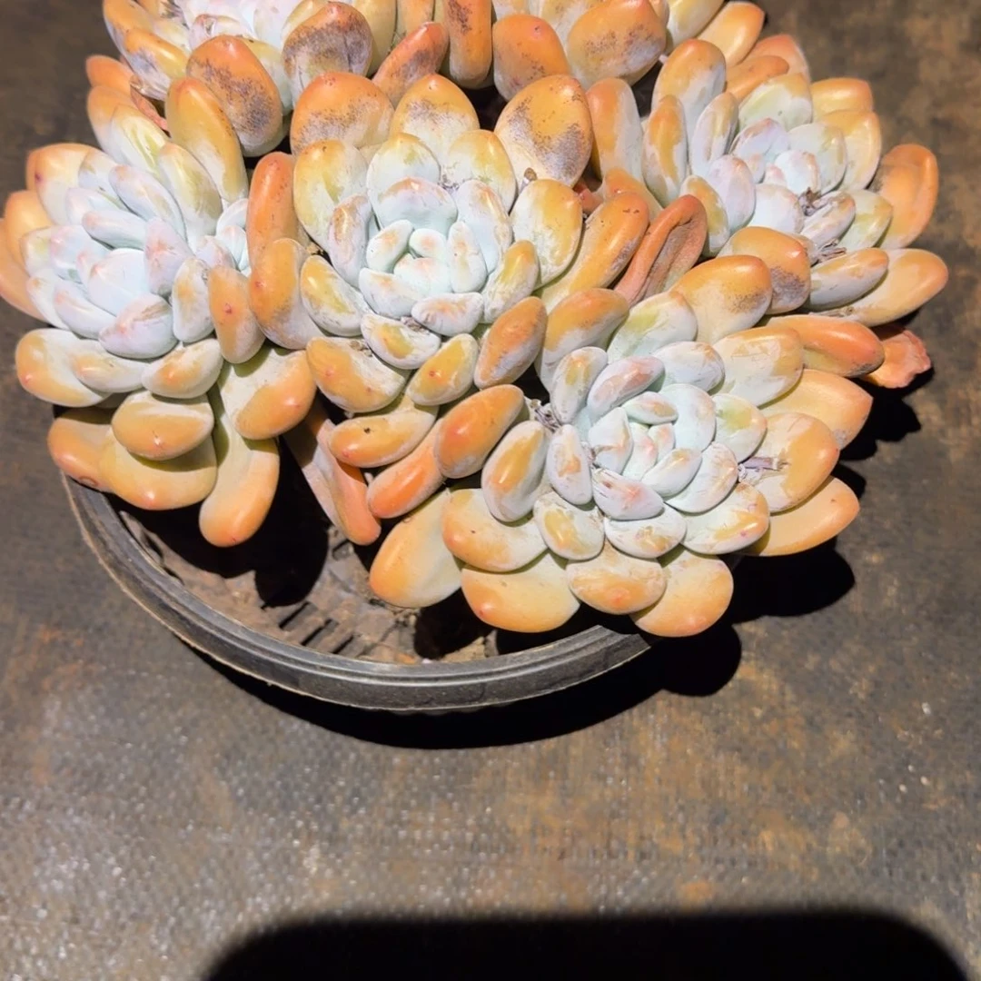 红***2号大群香水多肉植物