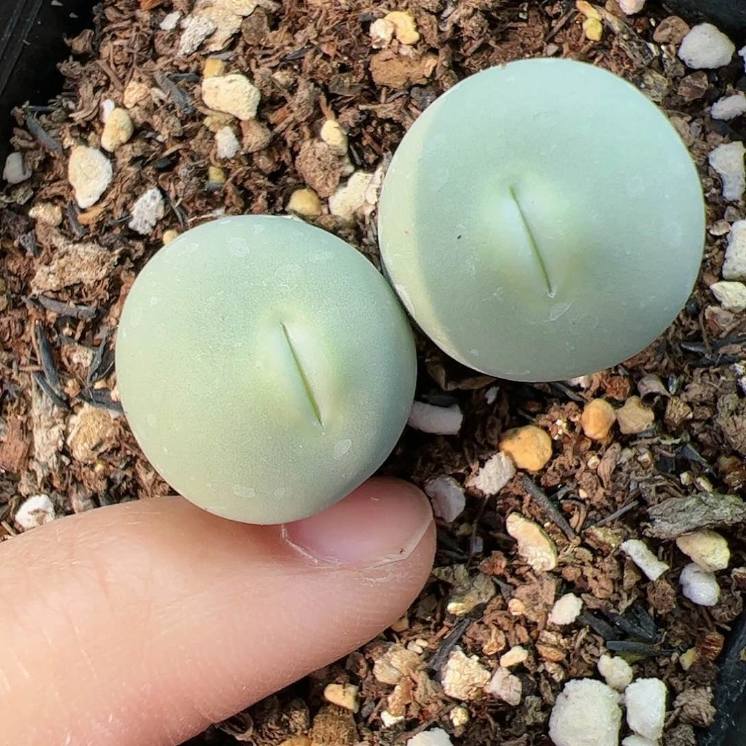 【闪购商品】71 秒