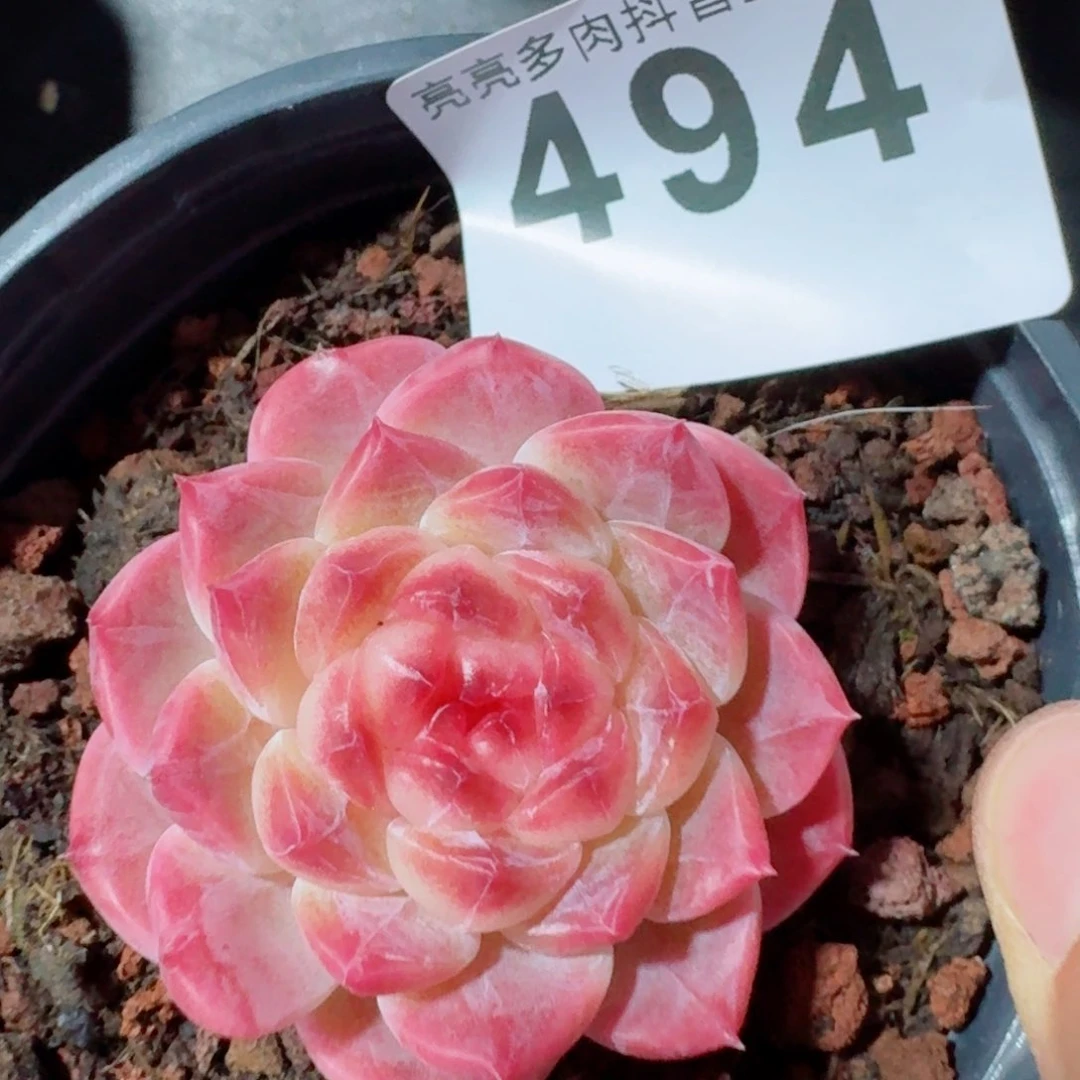 秘境冰魄       多肉植物