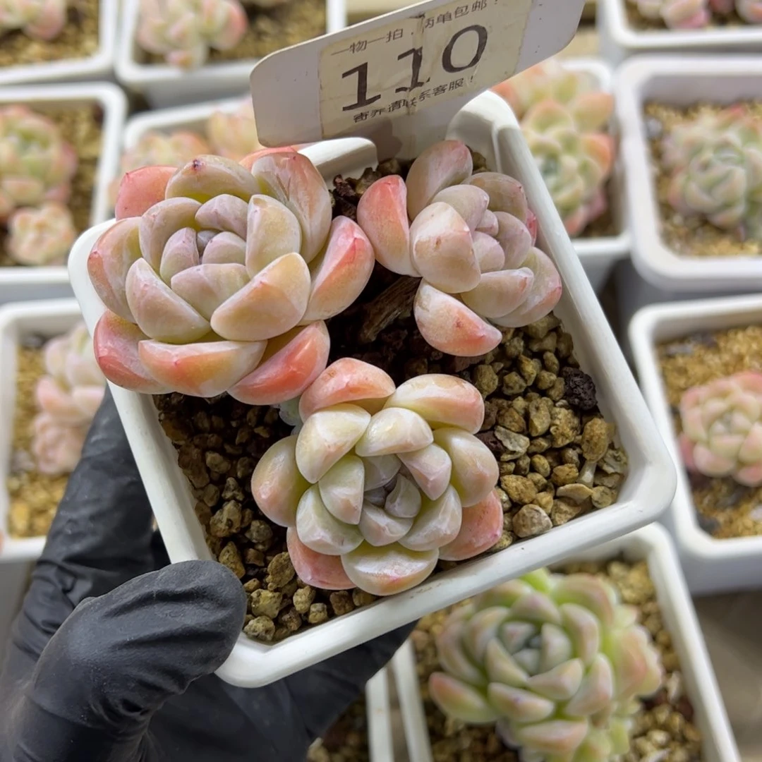 红陶树****?110号多肉植物