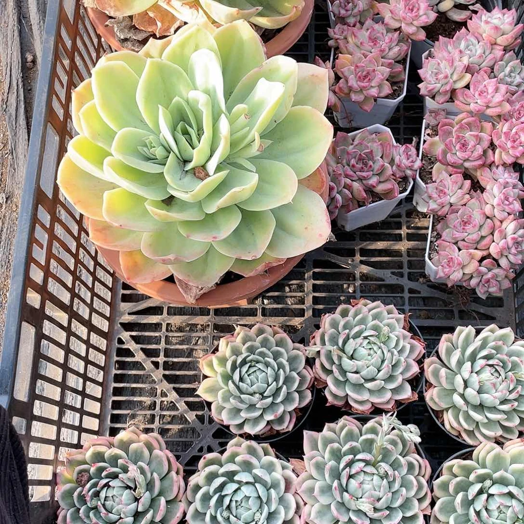 ?**?多肉植物一物一拍