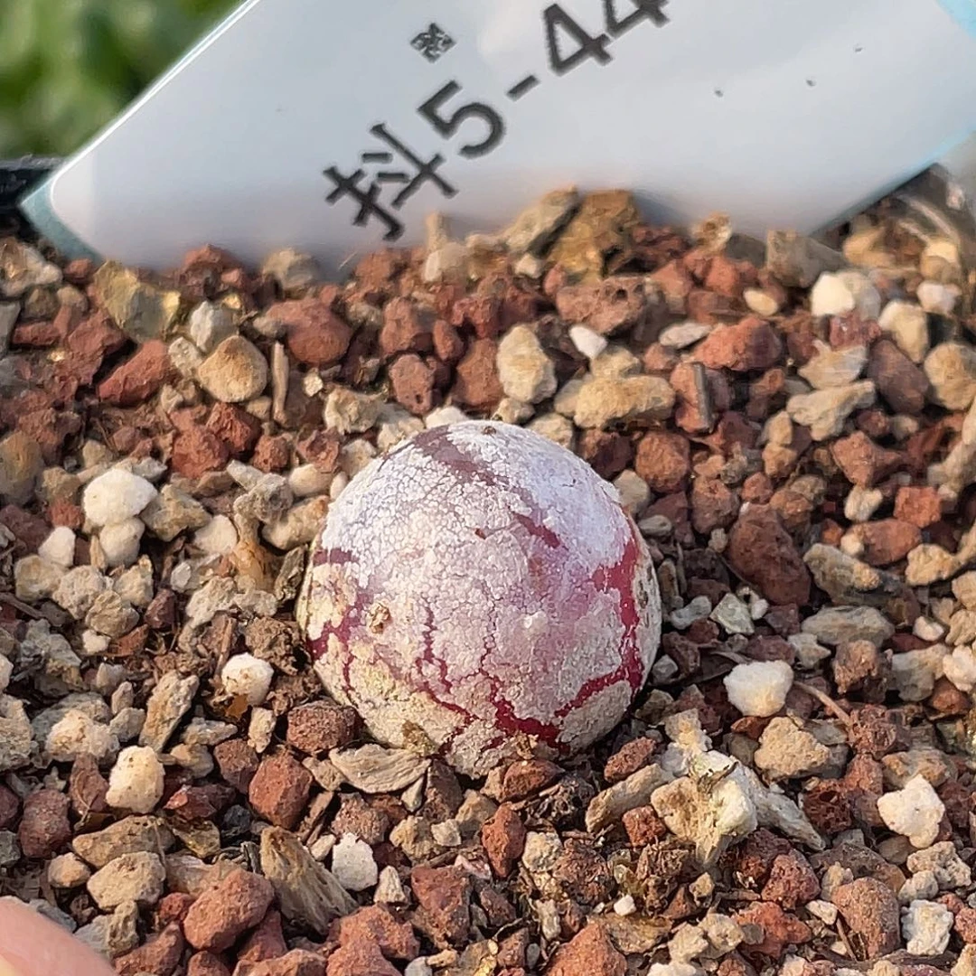 5-44灯泡多肉植物