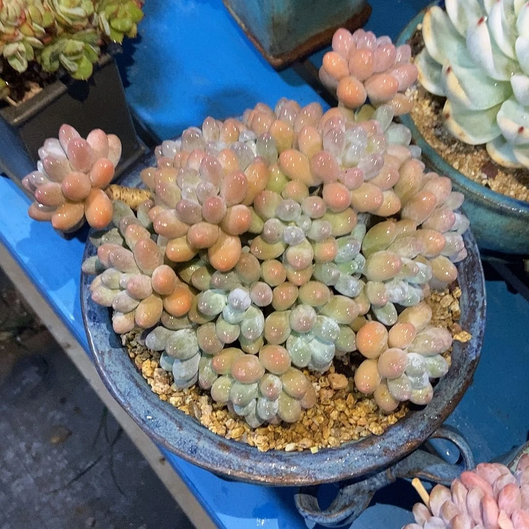 汤圆群生一物一拍