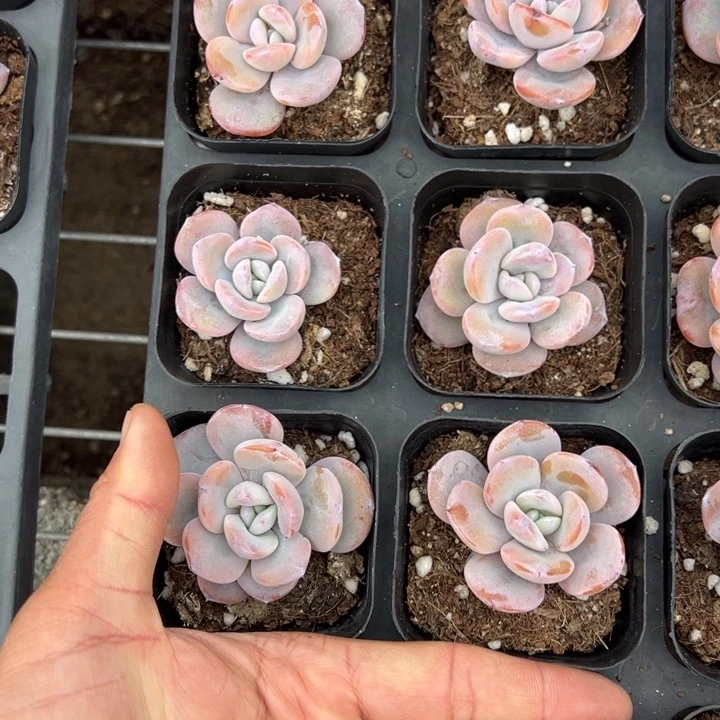 韩版奶茶单头4.5cm以上一颗量拍多肉满20包邮初7发