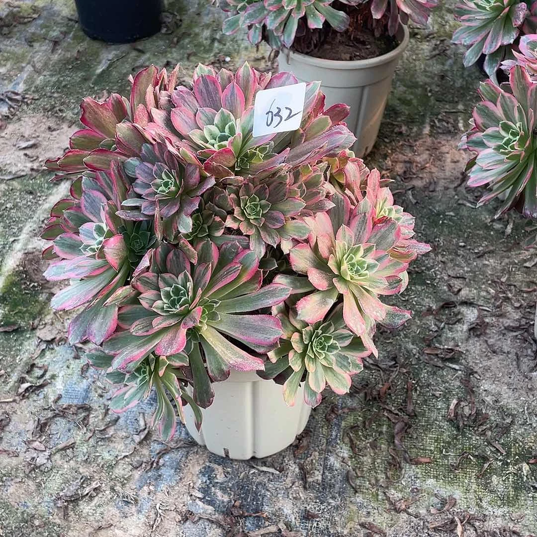 632法师植物安娜