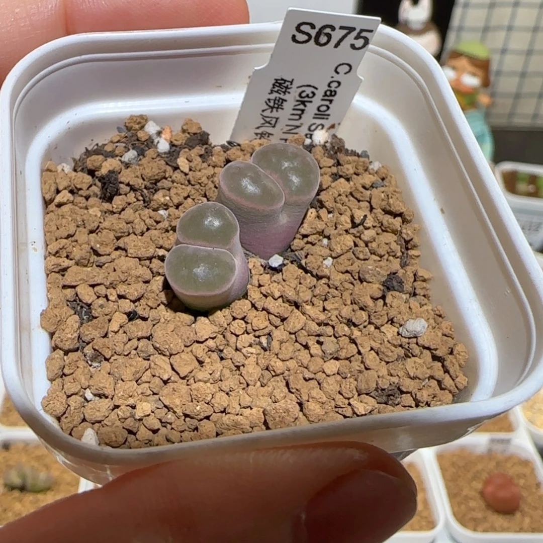 、***呦肉锥多肉植物组合-磁铁969