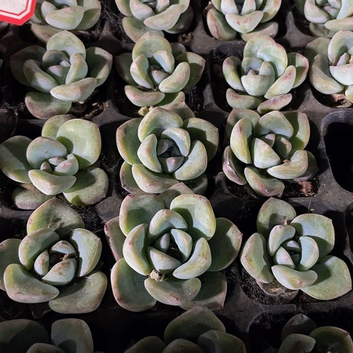 小泡芙1元带土发