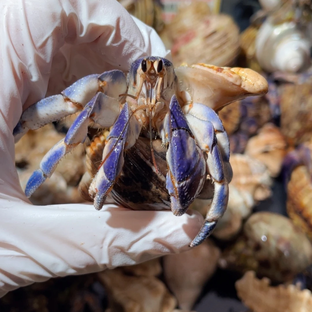 蜗居异宠寄居蟹0185紫陆