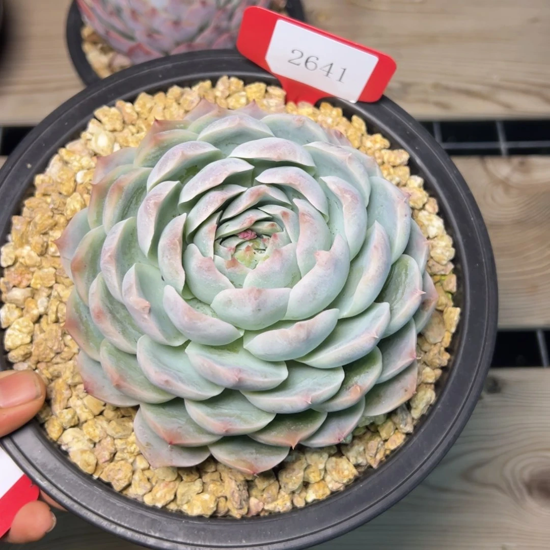 做**婆2641多肉多多多多