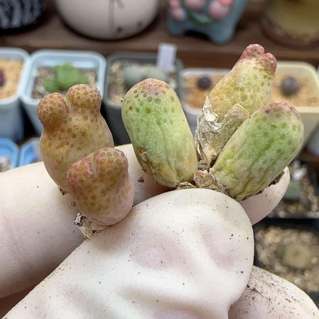 459园艺优选红斑马