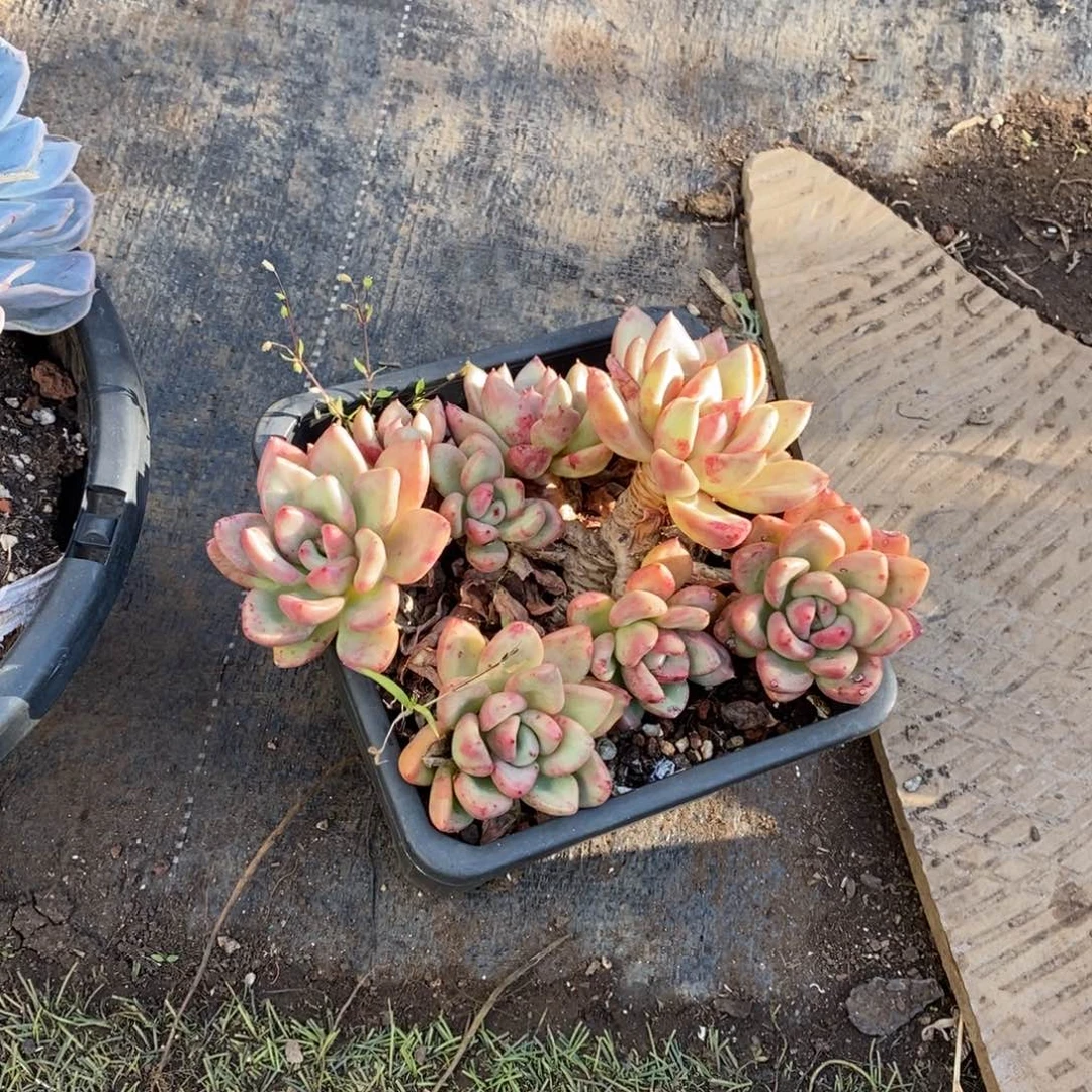 一物一拍一物一拍