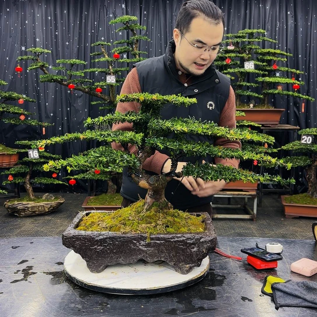 松树柏树造型盆景