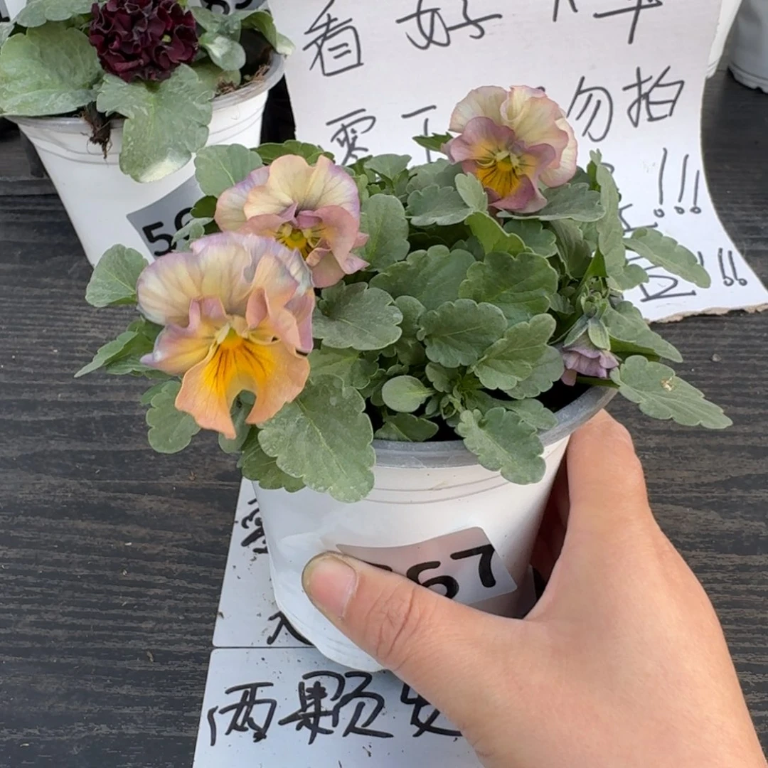 全部花朵767号彩虹女神