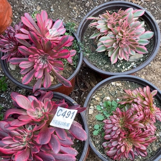 491四棵多肉植物