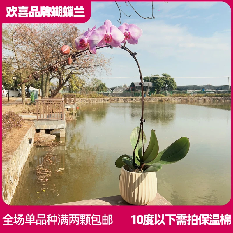 【杭州美女】精品蝴蝶兰3.5寸超大杯室内绿植