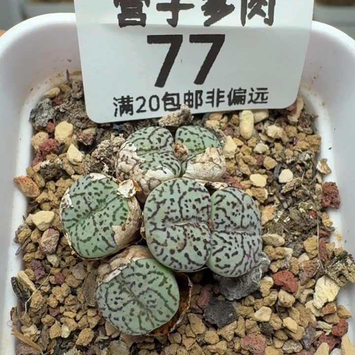 福利墨带盆土。