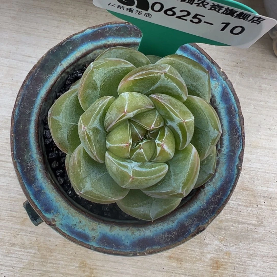 多肉一物一拍0625-10