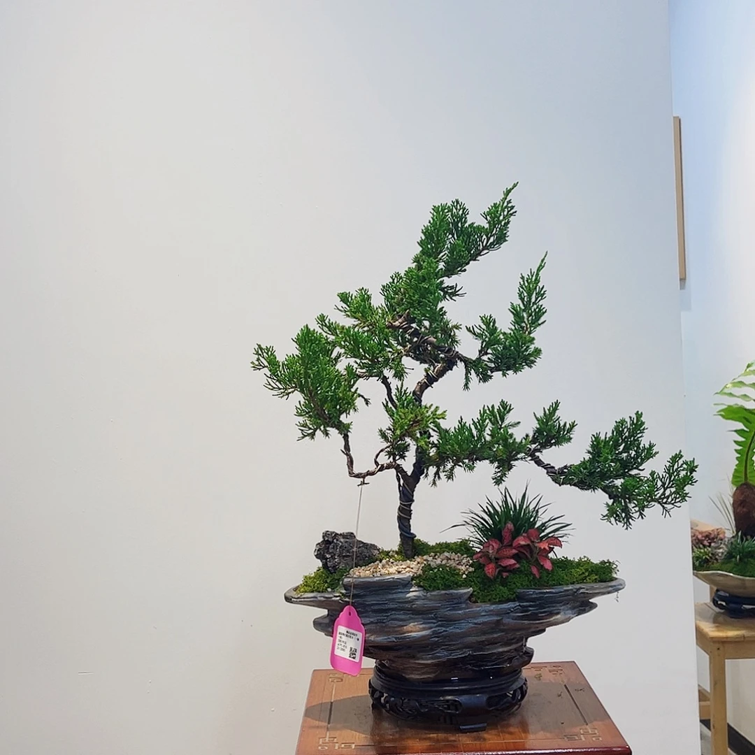 完全开放高端盆景一物一拍