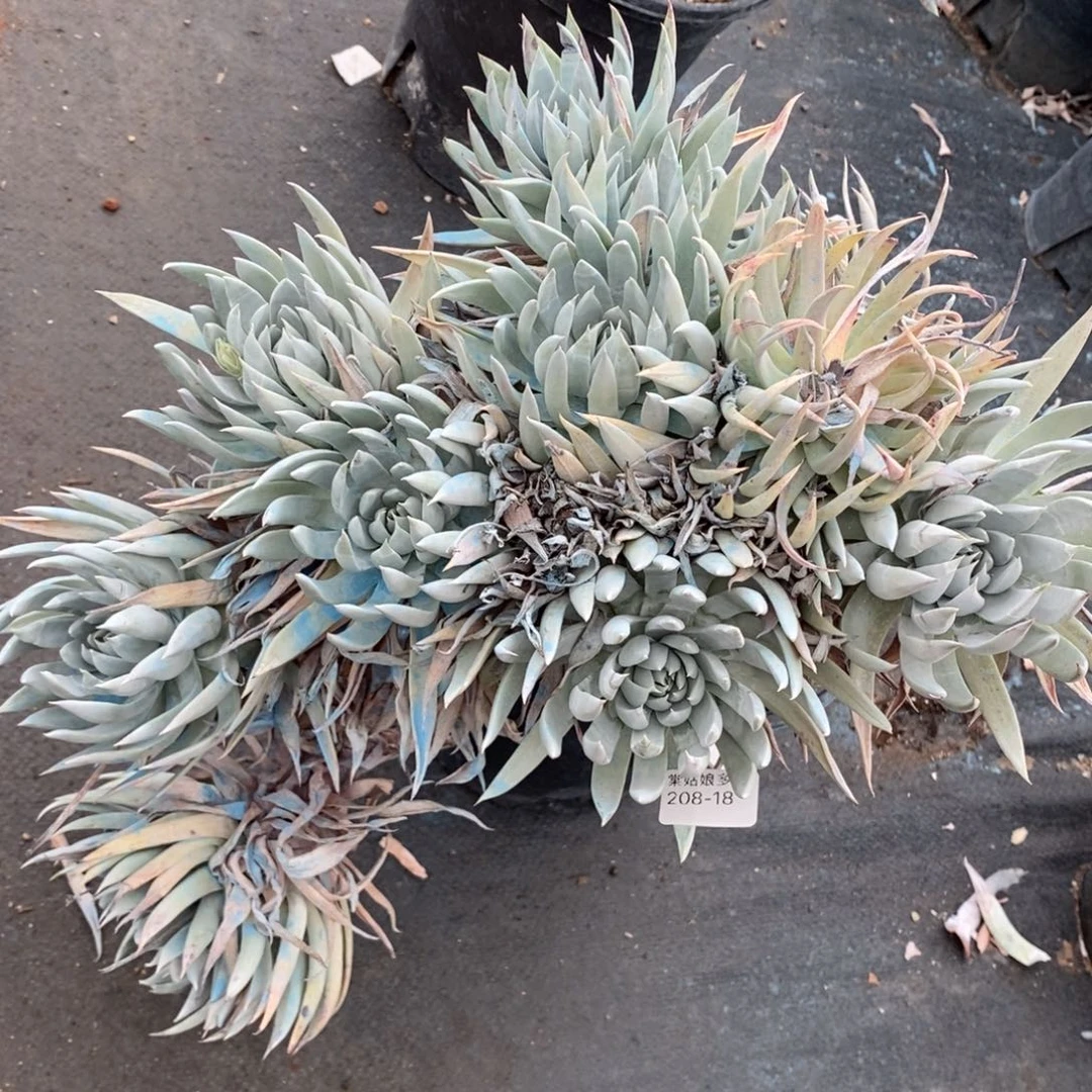 18号法瑞杂大群瑕疵瑕疵