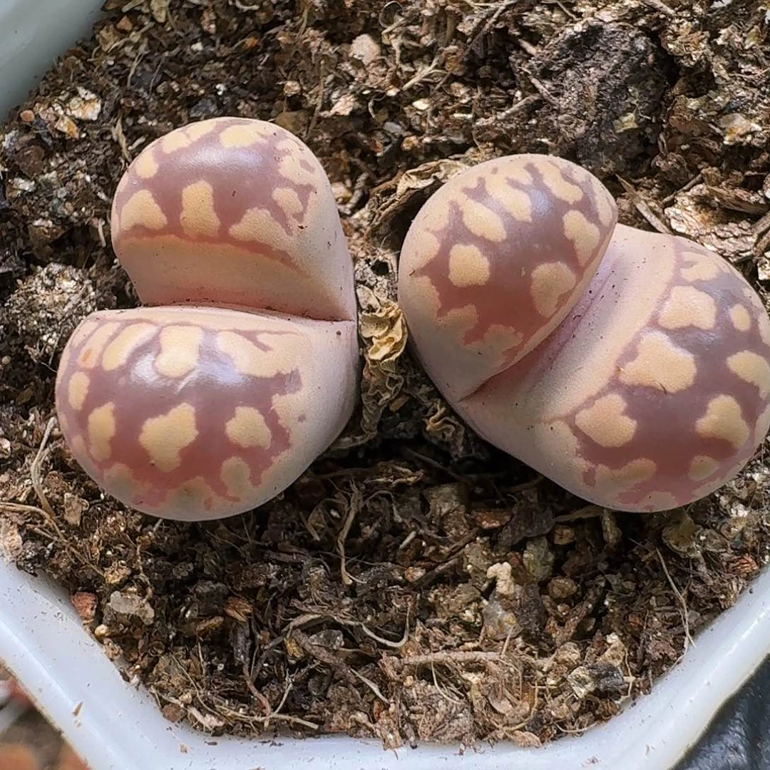 生石花111121。  288