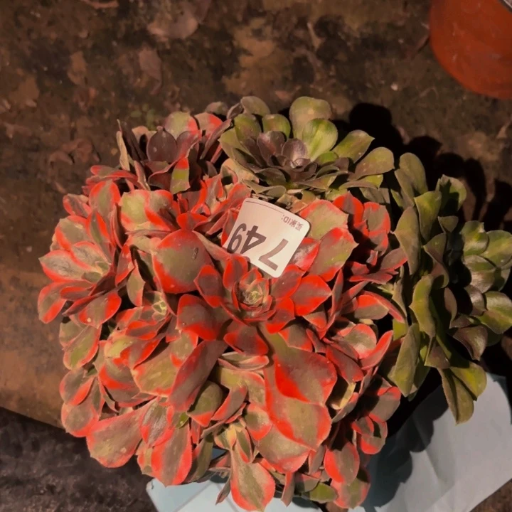 749女妖多肉植物不售后