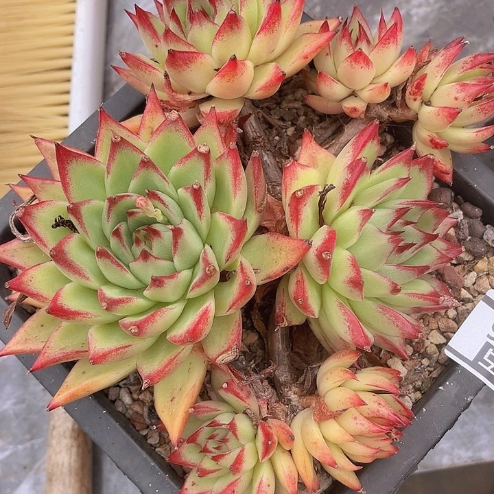 红枫1006多肉植物